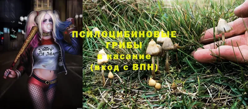 Галлюциногенные грибы Cubensis  купить наркотик  Горно-Алтайск 